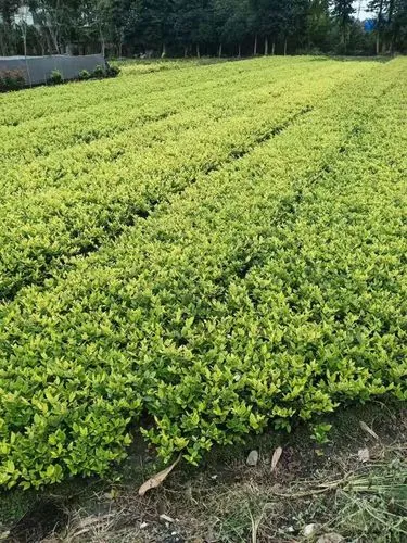 綠化工程常識有哪些知識點(diǎn)