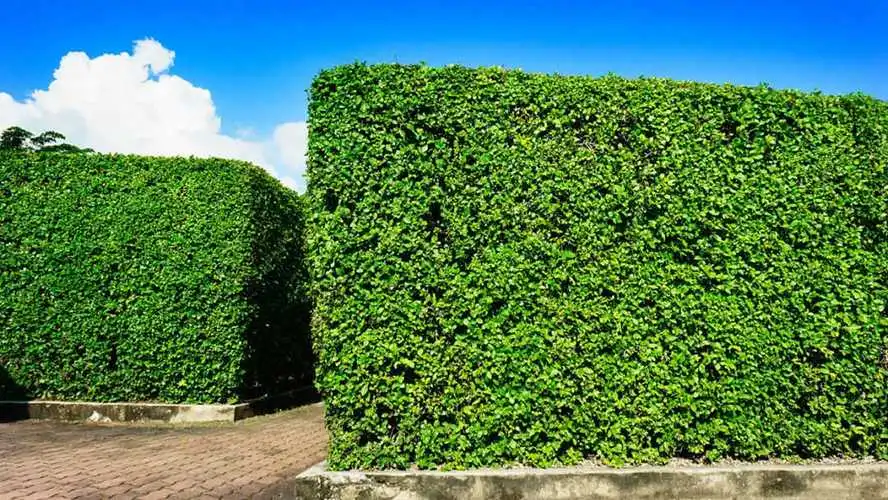 園林景觀綠化工程項目報價